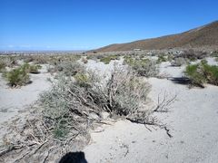 Cuscuta psorothamnensis