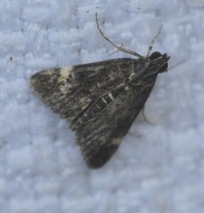 Heliothela ophideresana