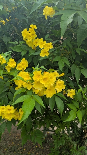 yellow trumpet flower