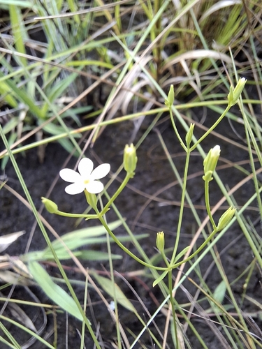 Curtia tenuifolia, 2026-05-28