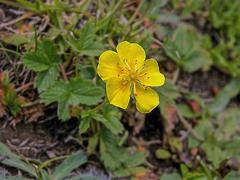 Potentilla grandiflora