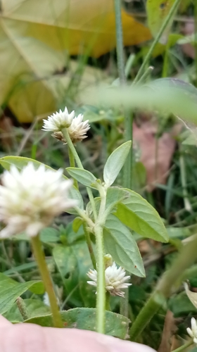 Gomphrena elegans, photograph 6