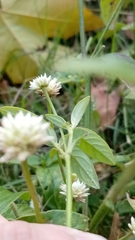 Gomphrena elegans, photograph author not stated, no rights reserved