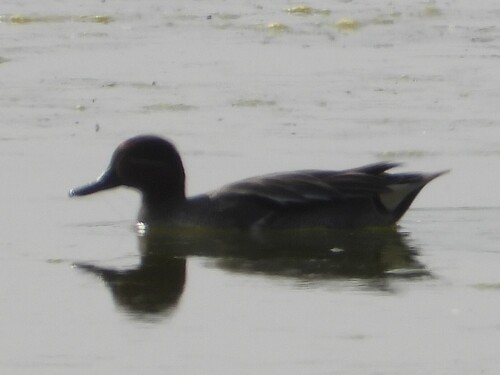 iNaturalist: (c) Sam, some rights reserved (CC BY-NC), uploaded by Sam iNaturalist image