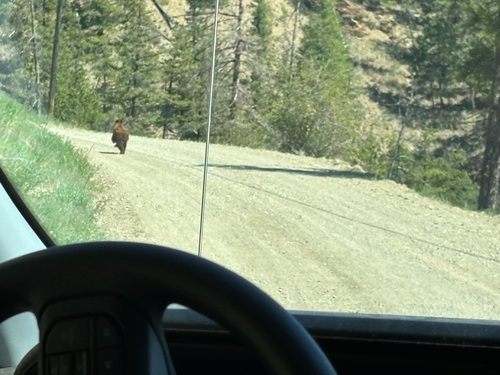 American Black Bear