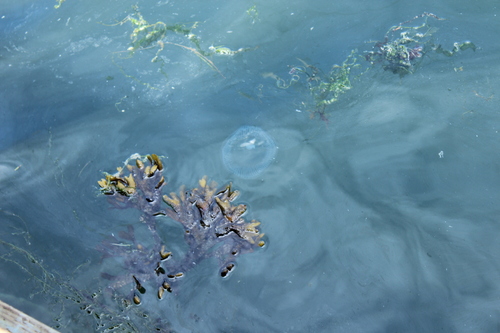 photo of Crystal Jellies (Aequorea)