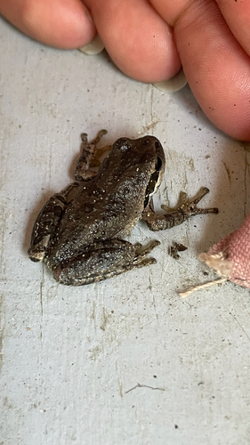 Pacific chorus frog