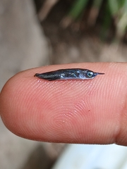 Sharpchin Flyingfish photo 4