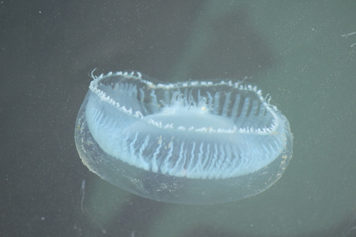 photo of Crystal Jellies (Aequorea)