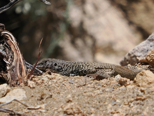 iNaturalist observation photo of Western Whiptail