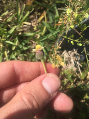 Tridax procumbens image
