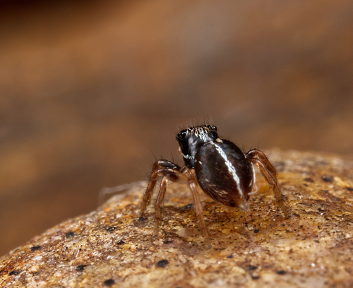 Twin-flagged Jumping Spider photo 5