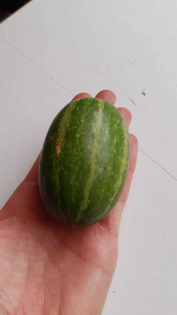 wild giant squash