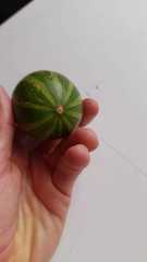 Cucurbita andreana