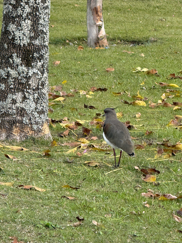 Southern Lapwing