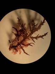 Chondracanthus teedei