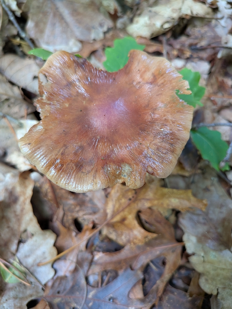 Cortinarius splendidus · May 2026 · photo: Photo: no rights reserved · iNaturalist
