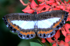 Nymphidium azanoides