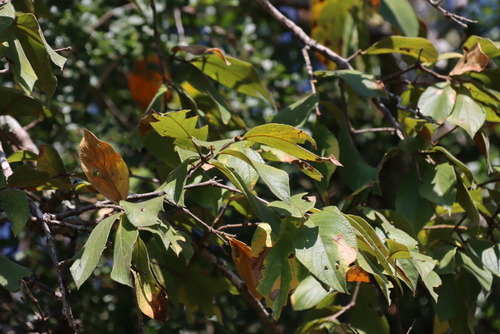 Combretum molle, photograph 3