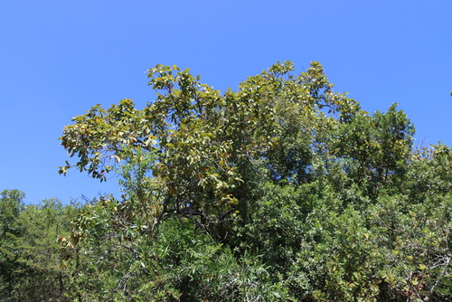 Combretum molle, photograph 2