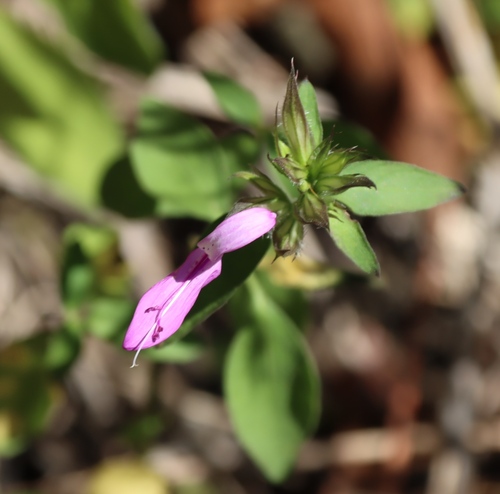 Dicliptera cernua, photograph 1