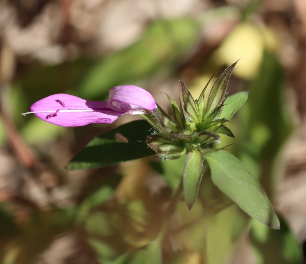 Dicliptera cernua; photograph (c) Tony Rebelo, some rights reserved (CC BY-SA)