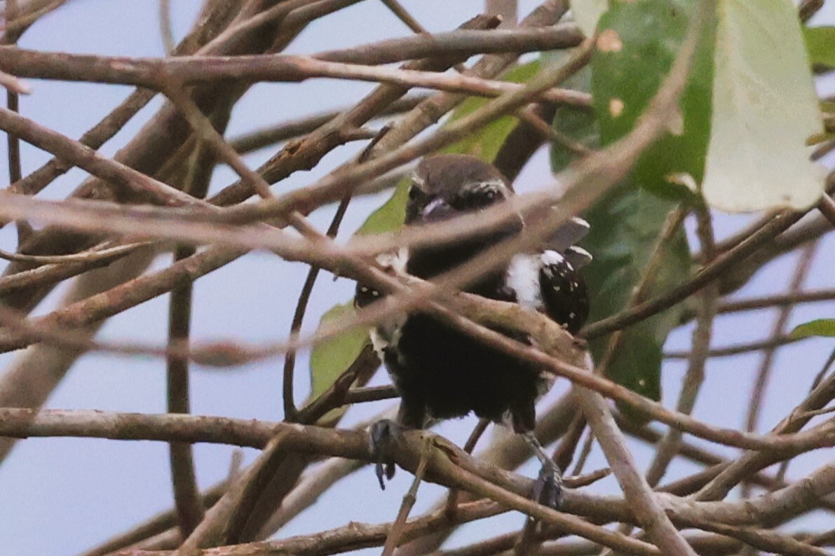 Sincora Antwren (Formicivora grantsaui), photo 4