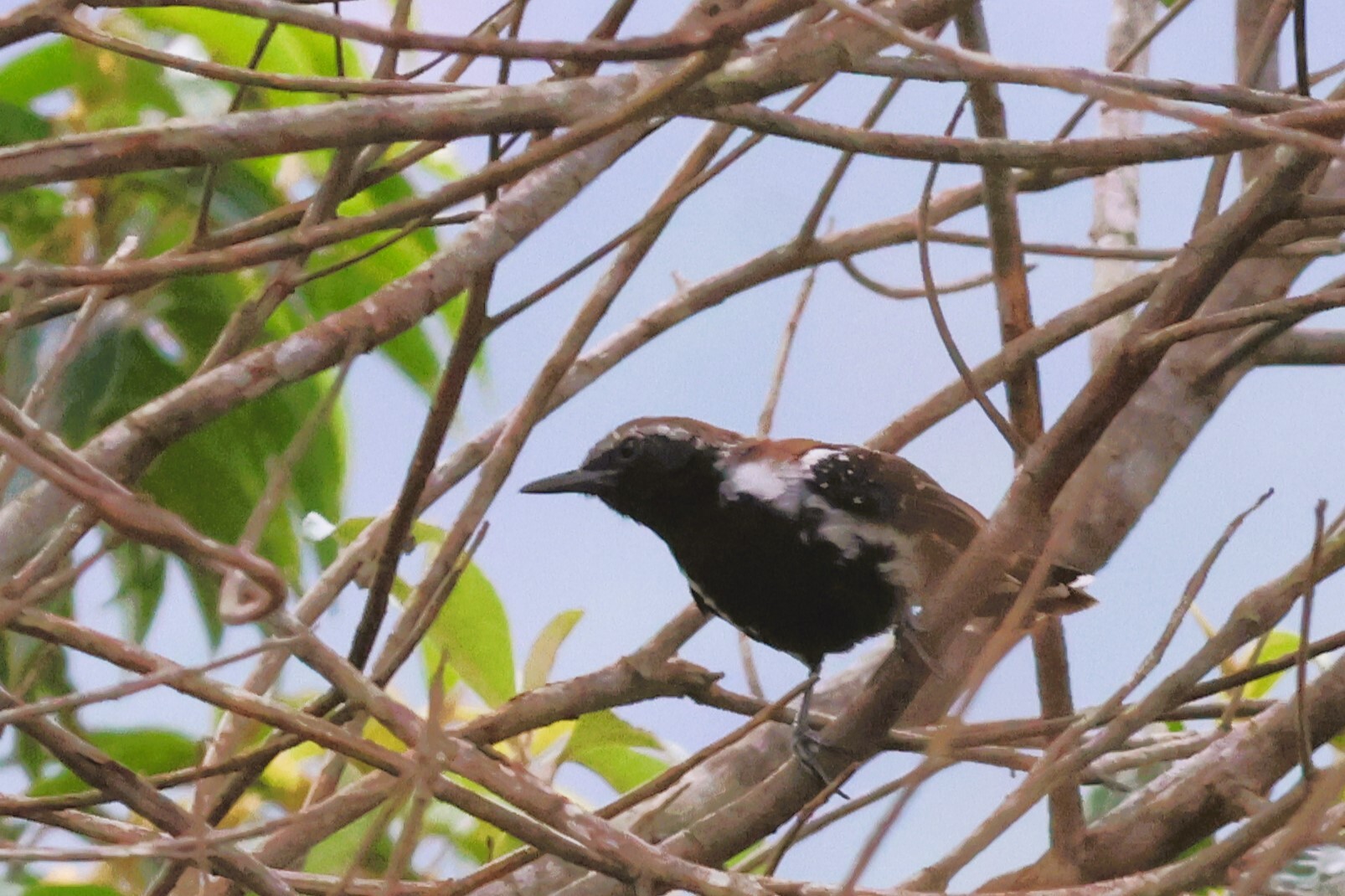 Sincora Antwren (Formicivora grantsaui), photo 3