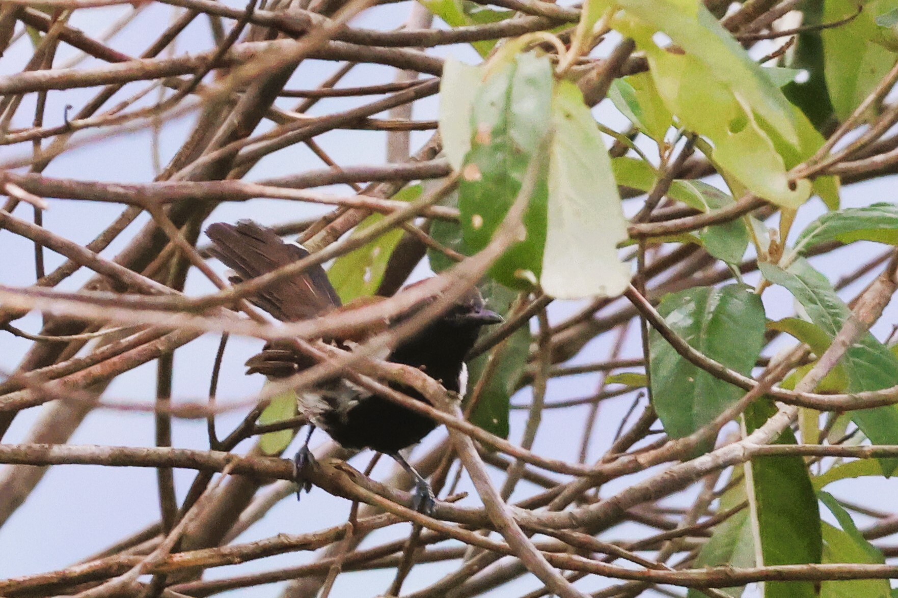 Sincora Antwren (Formicivora grantsaui), photo 5