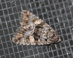 Condica macrosema