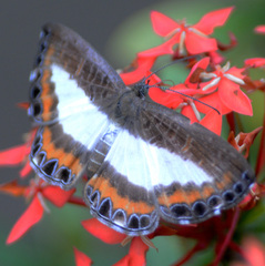 Nymphidium azanoides