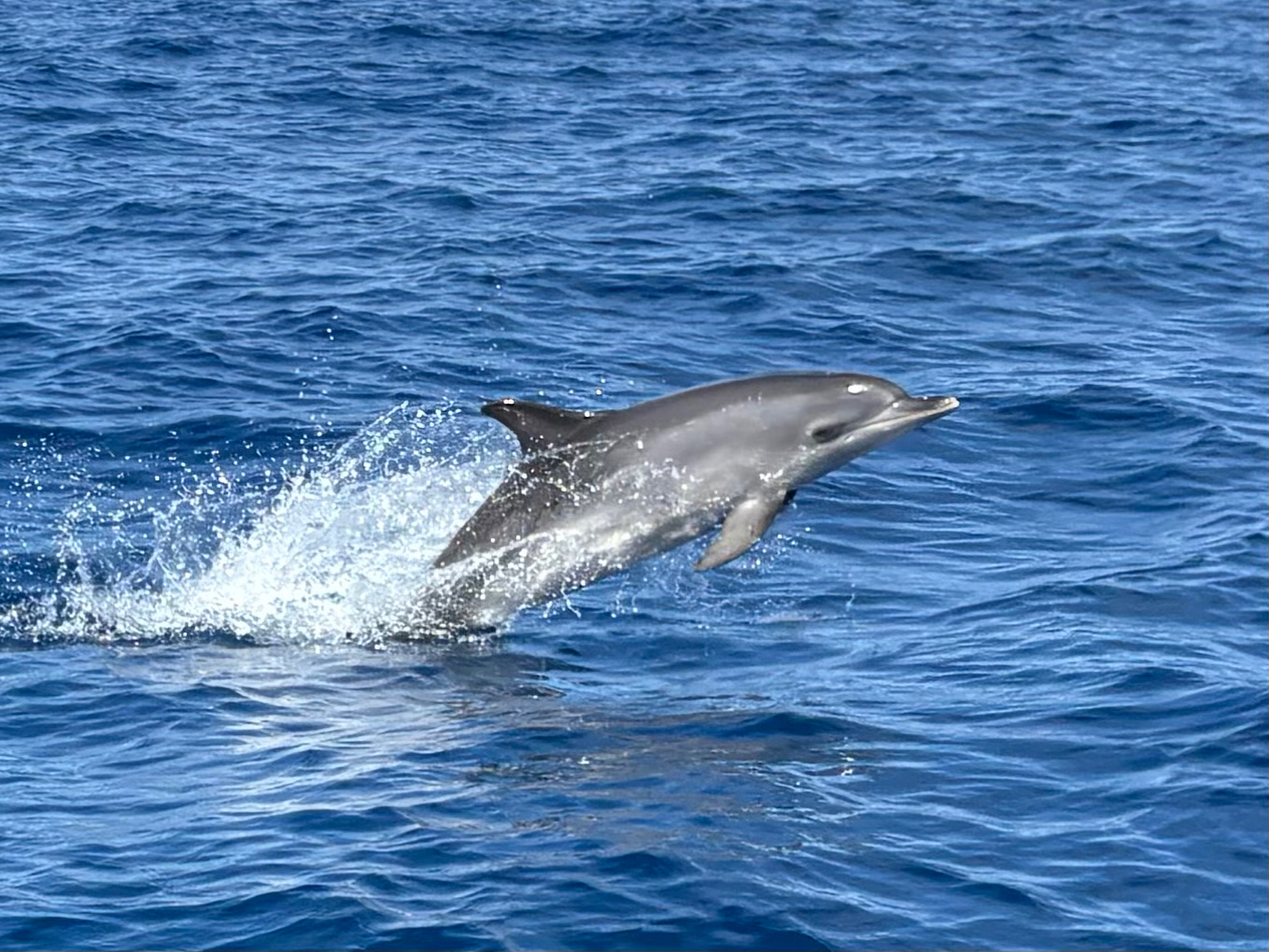Stenella frontalis