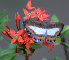 Nymphidium azanoides