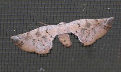 Parepisparis excusata