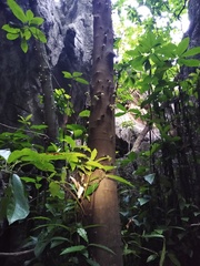 Ficus copiosa