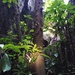 Ficus copiosa - Photo (c) Kristoff Magnus, μερικά δικαιώματα διατηρούνται (CC BY-NC), uploaded by Kristoff Magnus