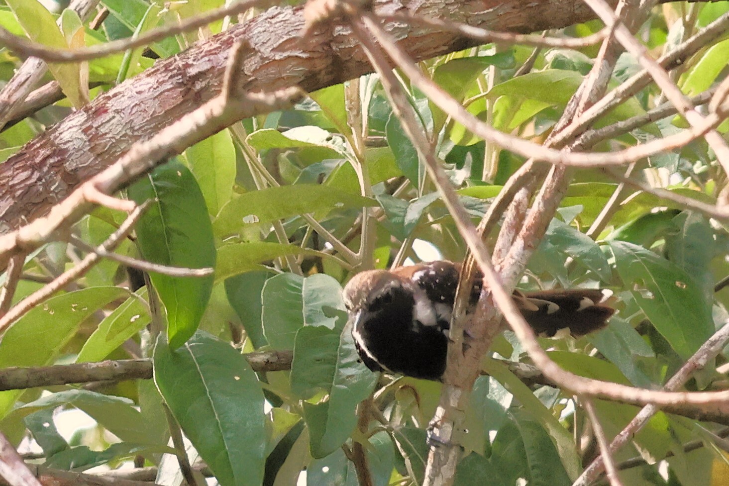 Sincora Antwren (Formicivora grantsaui), photo 6