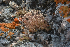 Sabulina uralensis
