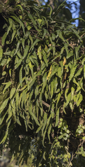 Pleopeltis macrocarpa, photograph (c) Pablo Silva, some rights reserved (CC BY)