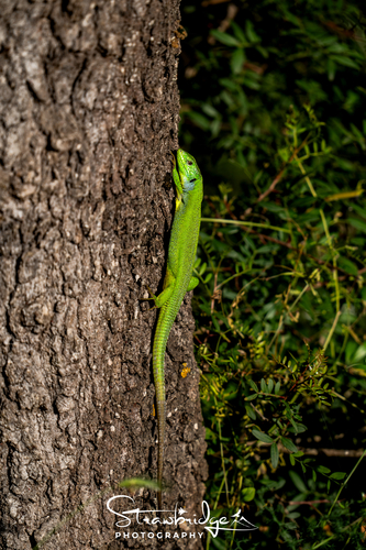 Balkan Green Lizard
