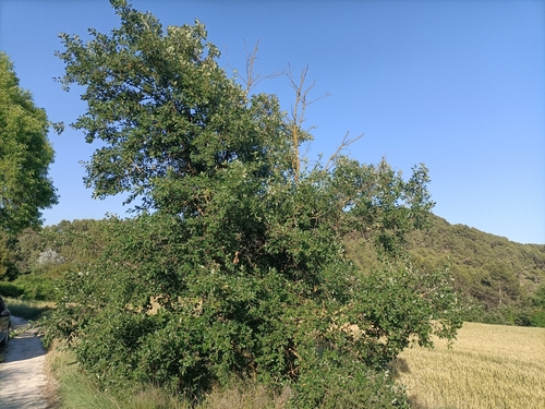 Quercus × subpyrenaica