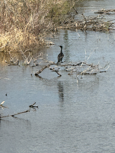 Double-crested Cormorant