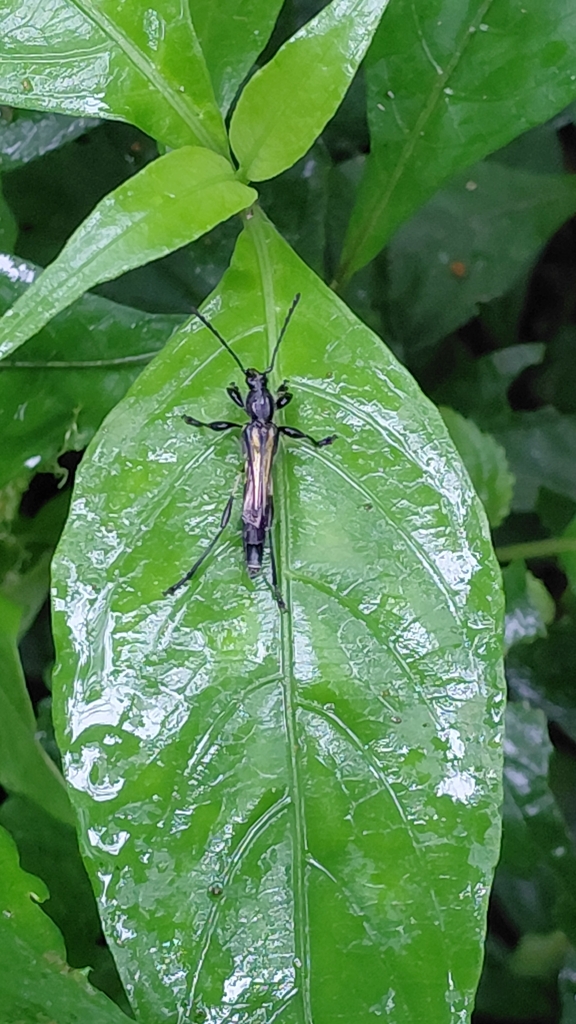 Acyderophes