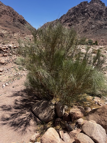 White weeping broom