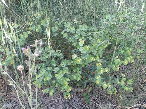 serrated spurge