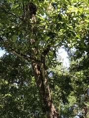 Fraxinus