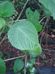 Dendrocnide moroides