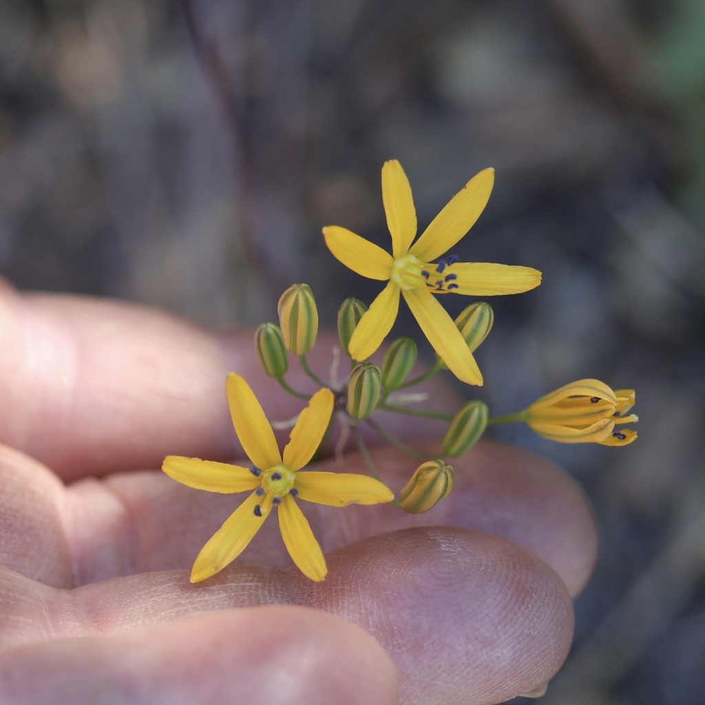 Bloomeria crocea; photograph author not stated, no rights reserved