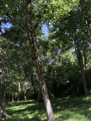 Fraxinus
