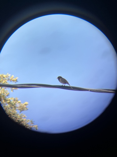 iNaturalist observation photo of Dark-eyed Junco